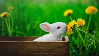 开云官网APP下载-世界田径挑战赛中，王春雨勇夺女子800米金牌，世界田径挑战赛中,王春雨勇夺女子800米金牌的是谁